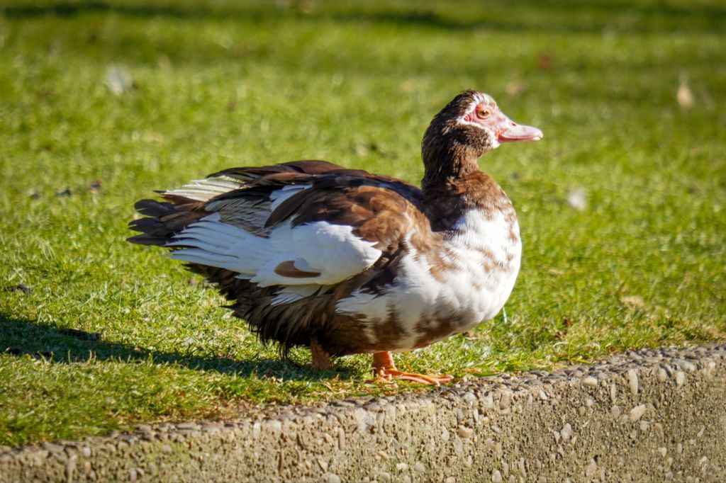 psx_20250129_214657419309061749186529